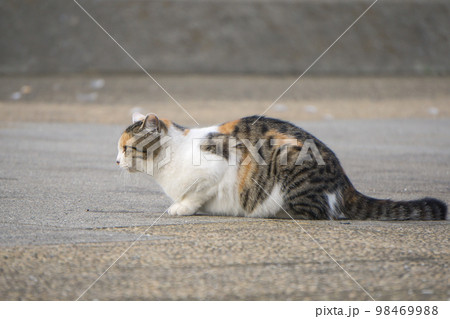獲物を狙う野良猫 98469988