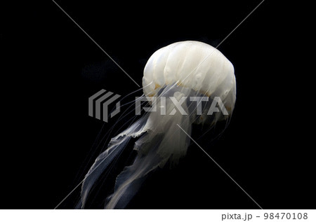 クラゲ 98470108