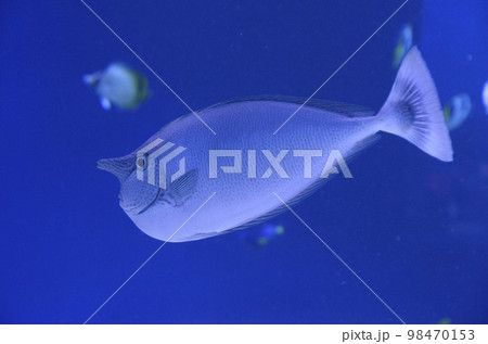 ヒメテングハギ 98470153