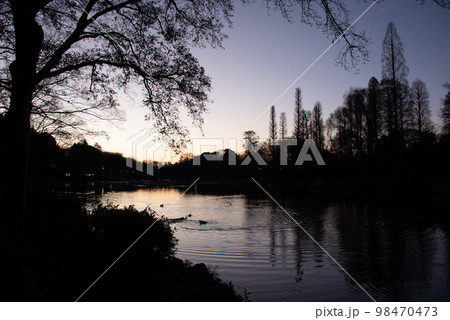 森から顔を出す日の出の太陽 森から顔を出す日の出の太陽 98470473