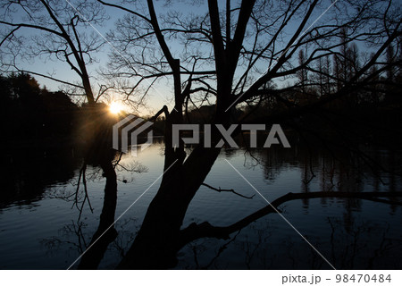 森から顔を出す日の出の太陽 98470484