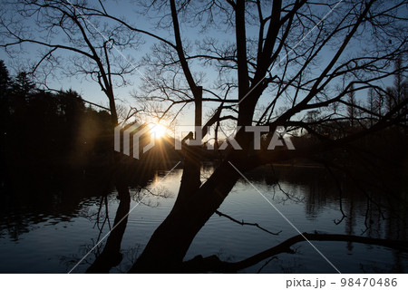 森から顔を出す日の出の太陽 98470486