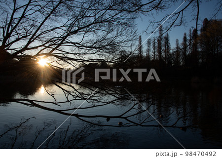 森から顔を出す日の出の太陽 98470492