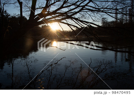 森から顔を出す日の出の太陽 98470495