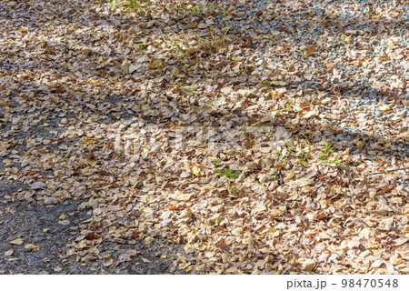 仙台の秋　西公園 98470548