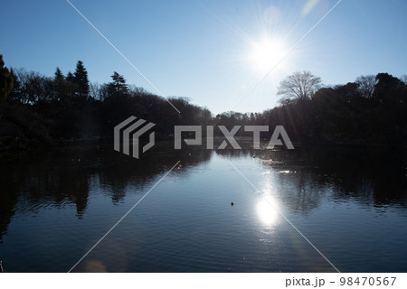 森から顔を出す日の出の太陽 98470567