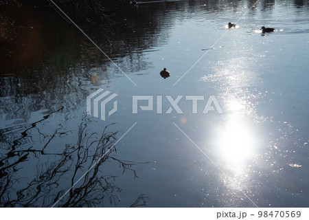 森から顔を出す日の出の太陽 98470569