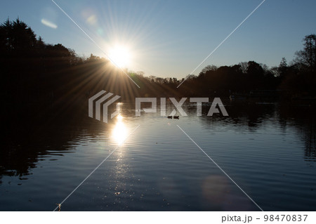 森を照らす日の出の太陽 98470837