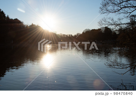 森を照らす日の出の太陽 98470840