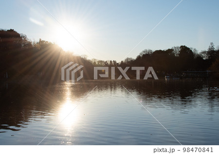 森を照らす日の出の太陽 98470841
