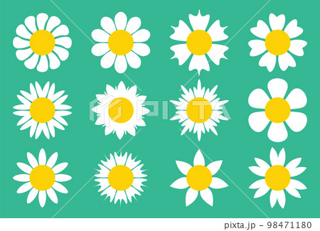 Cute set of simple white daisy flowers in flat cartoon style isolated on white background. Chamomile flowers, Chrysanthemum. 98471180