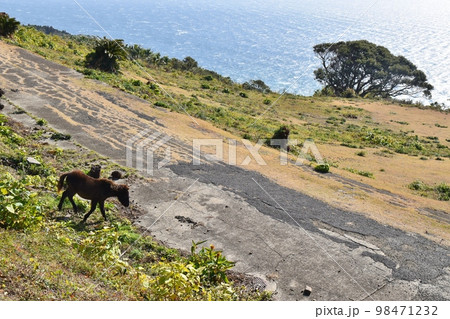 都井岬の斜面を降りる御崎馬　宮崎 98471232