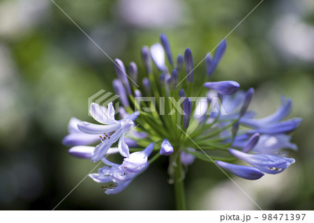 アガパンサス（紫君子蘭）の花が咲いています。学名はAgapanthusです。 98471397