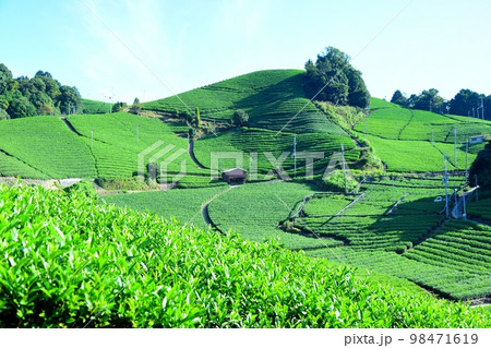 宇治茶の郷　和束町石寺の茶畑 98471619