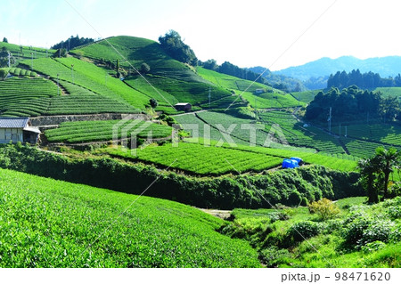 宇治茶の郷　和束町石寺の茶畑 98471620
