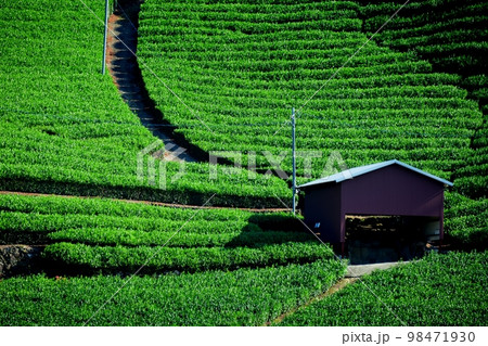 宇治茶の郷　和束町石寺の茶畑 98471930