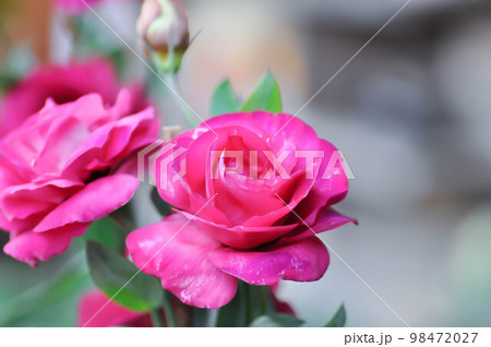 Eustoma, Eustoma grandiflorum or Gentianceae or Irish rose or Lisianthus or Magenta flower Eustoma, Eustoma grandiflorum or Gentianceae or Irish rose or Lisianthus or Magenta flower 98472027