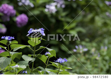紫陽花園に紫陽花の花が咲いています。このアジサイの名前はガクアジサイです。 紫陽花園に紫陽花の花が咲いています。このアジサイの名前はガクアジサイです。 98472580