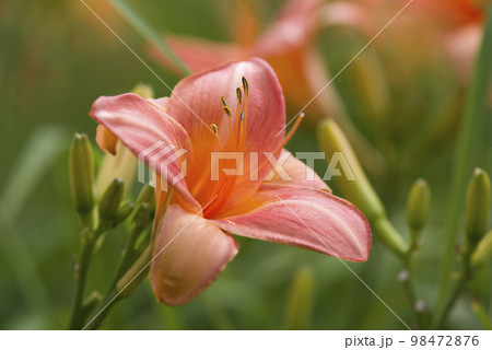 ピンク色のデイリリー（ヘメロカリス）が咲いています。このデイリリーの名前はペルシアンプリンセスです。 98472876
