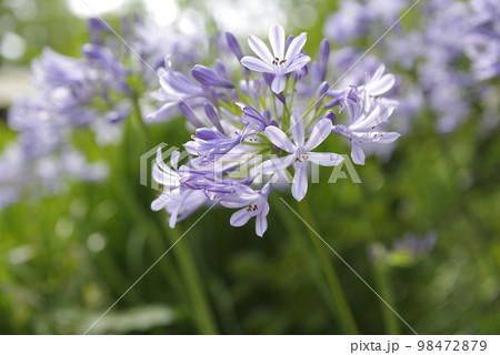 アガパンサス（紫君子蘭）の花が咲いています。学名はAgapanthusです。 98472879