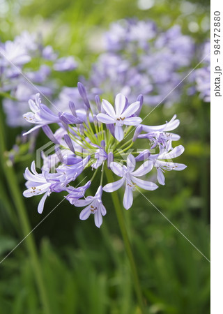 アガパンサス（紫君子蘭）の花が咲いています。学名はAgapanthusです。 98472880