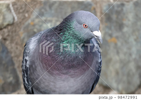 日なたで休む川沿いのハト 98472991