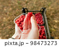 Fresh raspberries. Hand holds a juicy fresh raspberry. Season of fruit and jam cooking. Raspberry group. Summer and autumn berries harvest season. 98473273