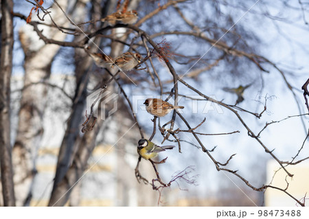 A beautiful little sparrow on a branch in winter and flies for food. Other birds are also sitting on the branches. 98473488
