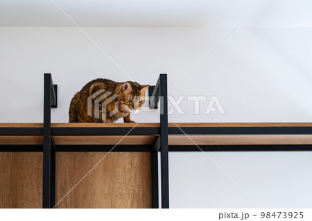 Funny playful cat sitting on shelf. Bengal cat looking down from rack. Funny playful cat sitting on shelf. Bengal cat looking down from rack. 98473925