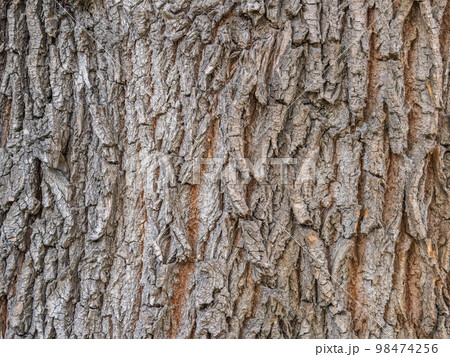 The texture of the bark of an old willow 98474256