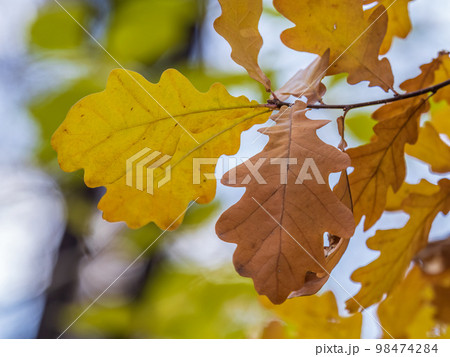 Oak branches with yellow leaves in autumn park Oak branches with yellow leaves in autumn park 98474284