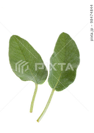 sage leaves isolated 98474844