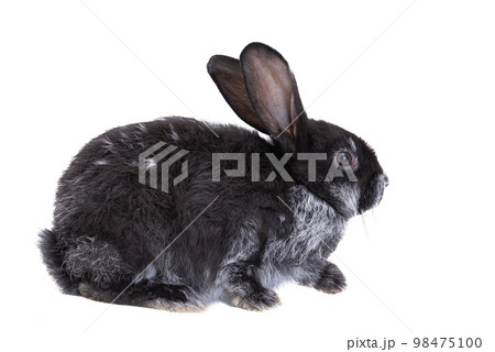 rabbit isolated rabbit isolated 98475100