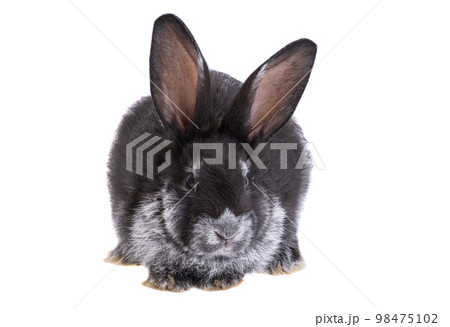 rabbit isolated 98475102