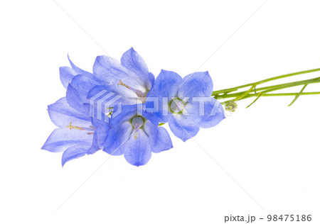 platycodon flower isolated 98475186