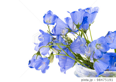 platycodon flower isolated platycodon flower isolated 98475191