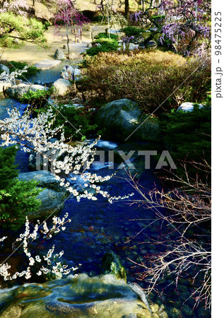 ひっそり浮かぶ梅と人口の川 98475225