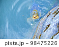 鯉が水面から口を出す 98475226