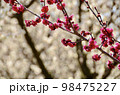 赤い梅と白い梅 98475227