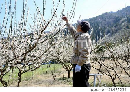 梅の剪定するおじいちゃん 98475231