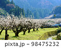 山の麓に満開に咲く梅林 98475232