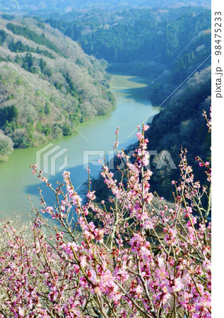 紅梅、川、山 98475233