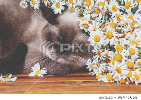 The cat sleeps on the table near the chamomile flowers The cat sleeps on the table near the chamomile flowers 98475668
