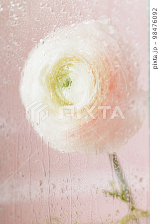 soft selective focus, art delicate buttercup flower in motion, plants behind wet glass 98476092