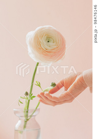 woman's hand holds buttercup flower on pink background. gift card, bouquet woman's hand holds buttercup flower on pink background. gift card, bouquet 98476146