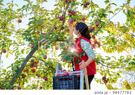 Harvesting apples, woman on ladder picking red ripe apples from tree Harvesting apples, woman on ladder picking red ripe apples from tree 98477763