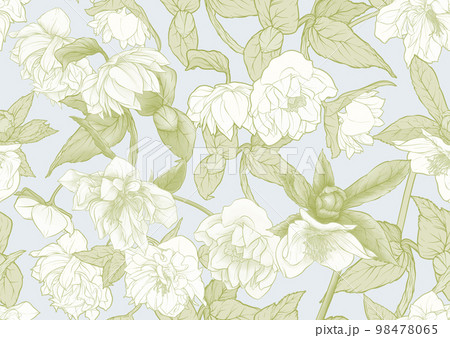 White hellebore flowers, the first spring flowering ranunculus. 98478065
