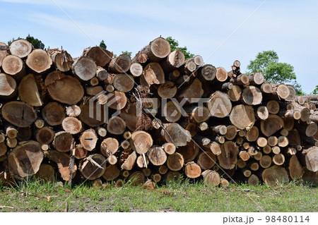 切り出された杉の丸太 切り出された杉の丸太 98480114