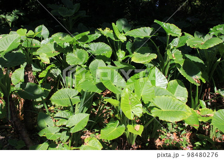 クワズイモ/密生している大きな葉 98480276