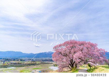 【桜素材】南信州・上ノ平城跡の一本桜【長野県】 98480439